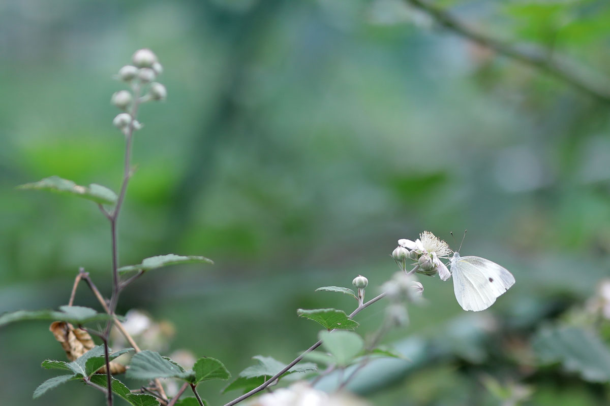 枝の先に幾つかのつぼみと、白っぽい小さな花が咲いており、モンシロチョウが蜜を吸っている。